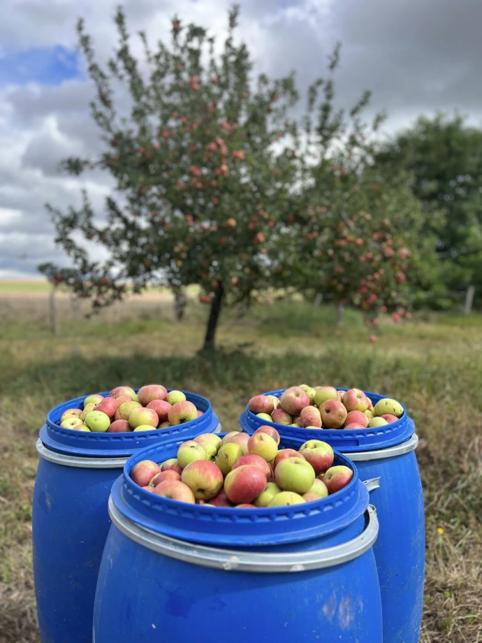Récolte de pommes 
