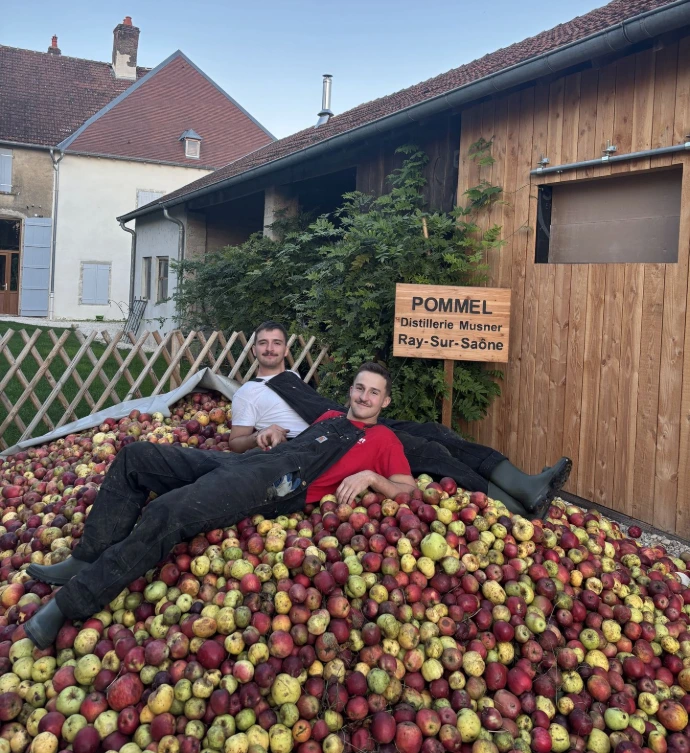 Des pommes à la distillerie Musner